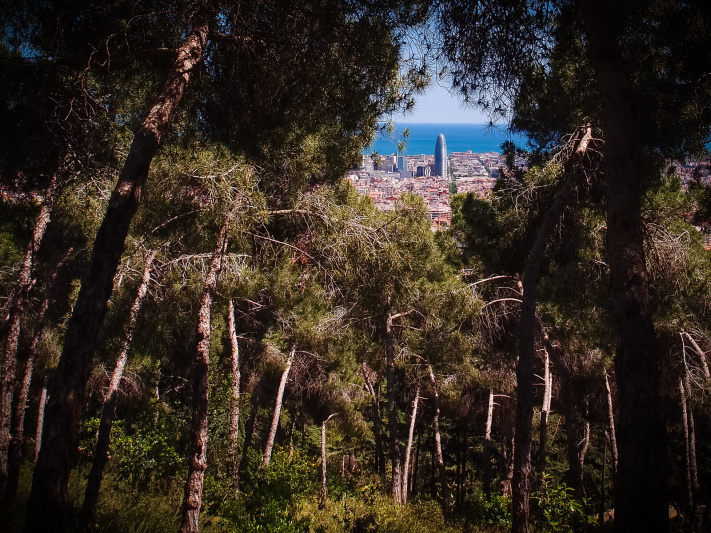 Barcelona coastline, dense forest trees glade, mountain woods, park Guinardo, torre agbar