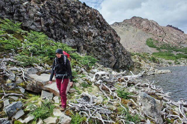 Dientes de Navarino Trekking Dead Wood