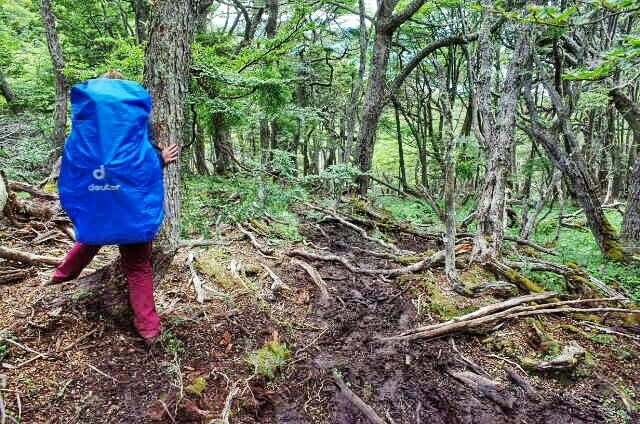 Dientes de Navarino Trekking Forrest Wood Descend