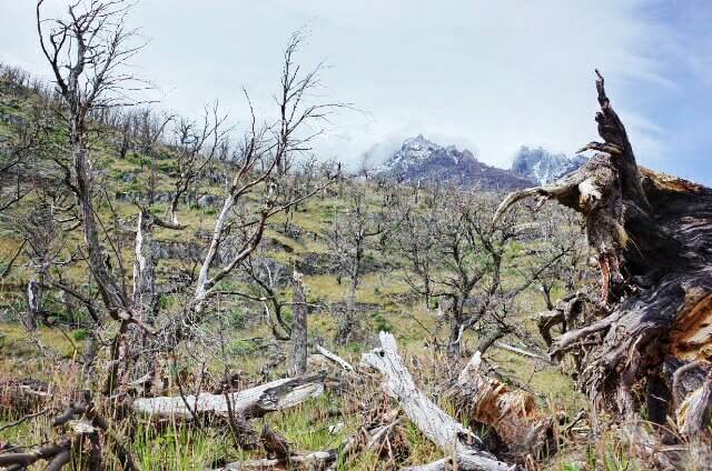 Day hike to Glaciar Gray