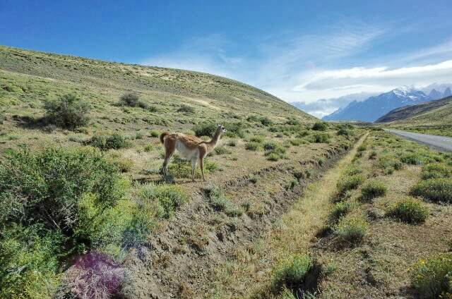 Lama looking back at the W-Trek 