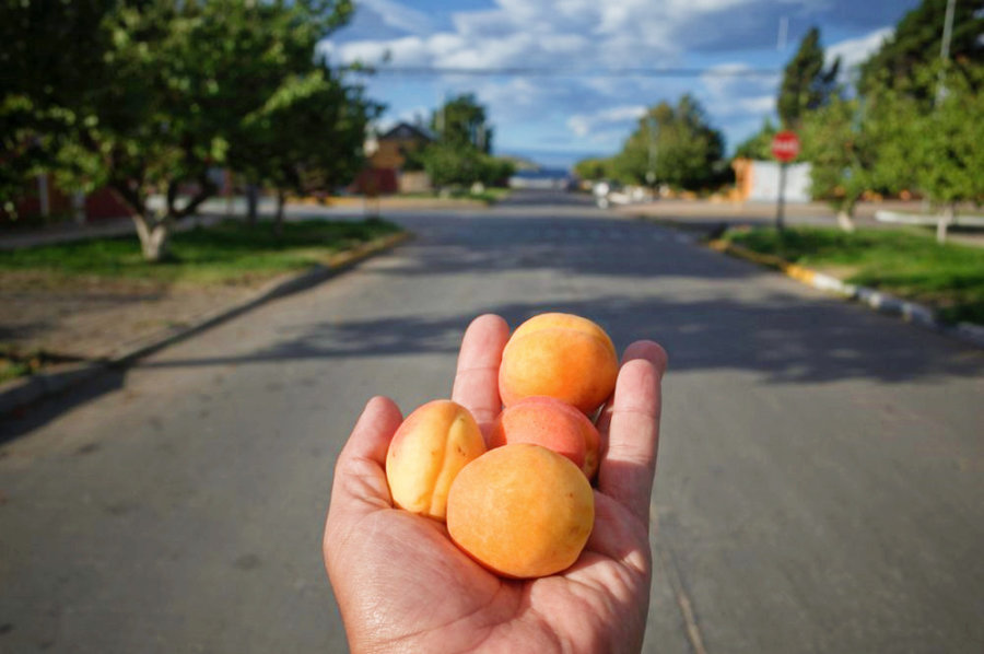 Chile Chico handfull of ripe peaches