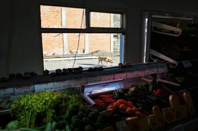 vegetables store dog behind window