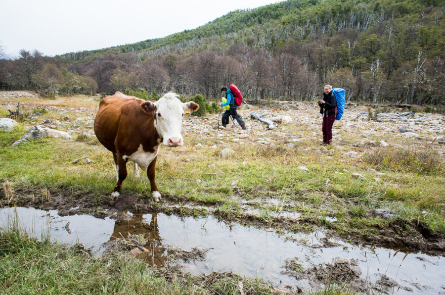 Cerro Castillo Trek Cow